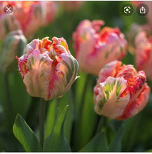 Load image into Gallery viewer, Mae Flowers - 4 weeks of blooms