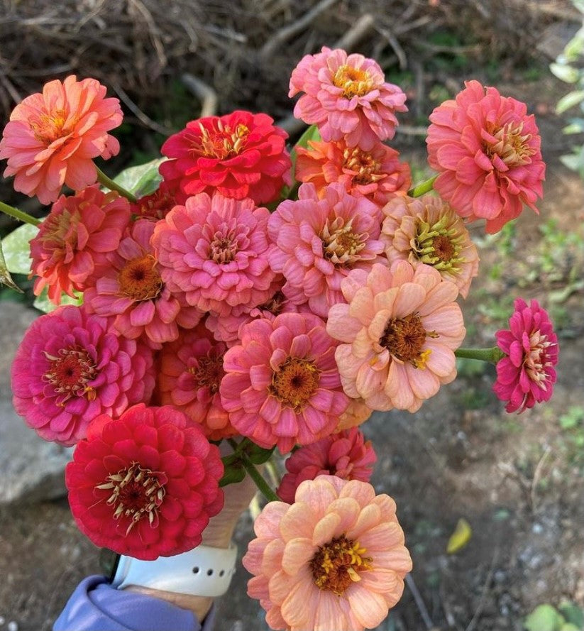 June Blooms - 4 weeks of blooms